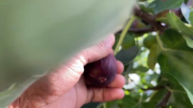 Harvesting Main Crop Domenico Tauro figs in October, London UK смотреть онлайн