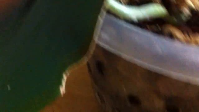 Четыре нецветущие орхидеи после полива... Осмотр вершков и корешков....