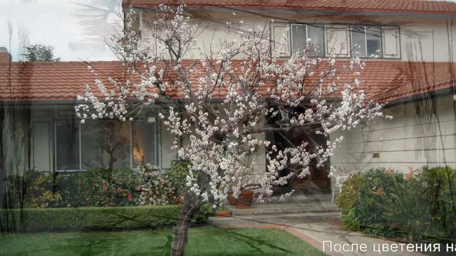 Как вырастить вкусные абрикосы смотреть онлайн