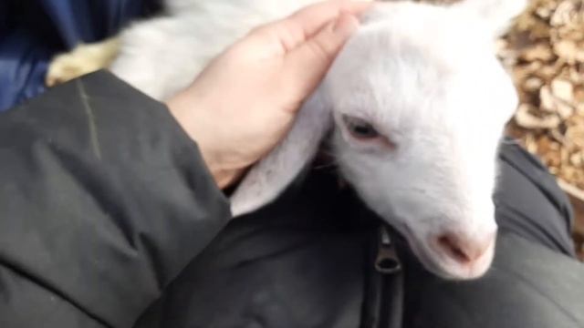 Как определить комолый или рогатый козленок. смотреть онлайн