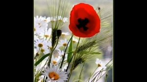 Фильм ЦВЕТЫ