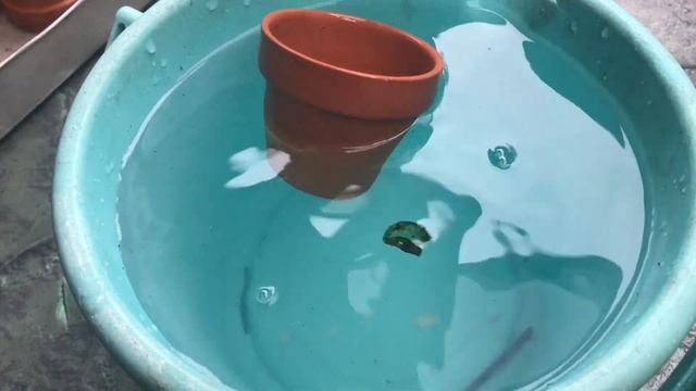 How to Clean Terracotta Clay Pots with Vinegar | Quick and Easy! смотреть онлайн