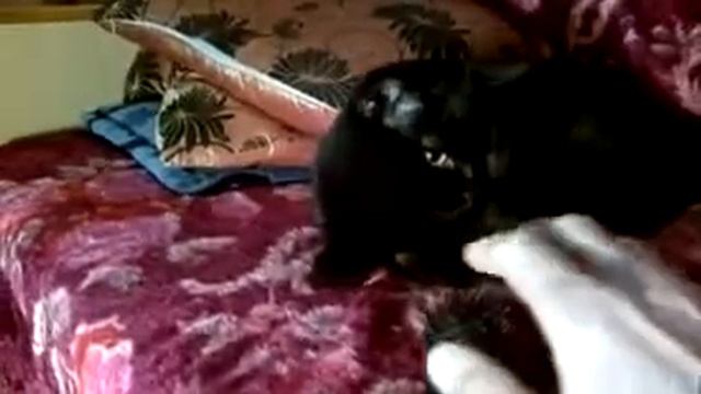 Кота тошнит от расчёски смотреть онлайн