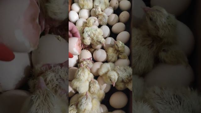 Цыплята активно вылупляются 🐣🐣🐣🐤🐥🐥🐥 смотреть онлайн