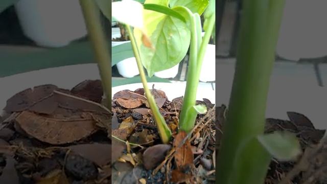 Syngonium Yellow Varigated/Syngonium Aurea смотреть онлайн