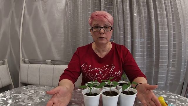 Рассада перца не растёт.Что может быть причиной. смотреть онлайн