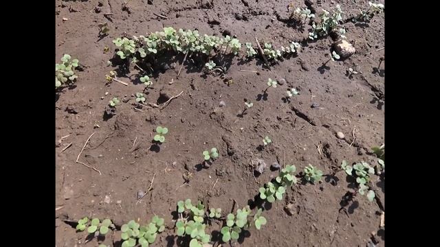 Делаю почву на огороде рыхлой и плодородной. Вместо навоза посев Сидератов. смотреть онлайн