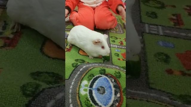 Что едят морские свинки? смотреть онлайн