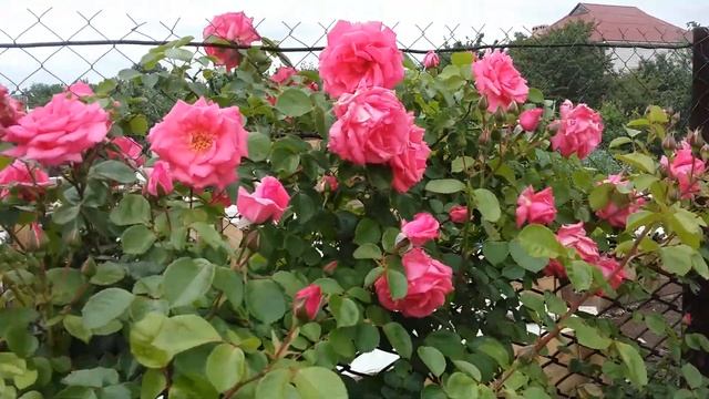 Плетистая роза Росанна