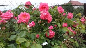 Плетистая роза Росанна