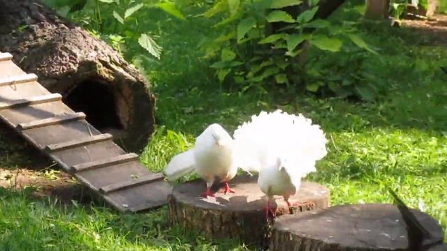 MVI 6455 Великолепный павлин. Павлиньи голуби и кролики. смотреть онлайн