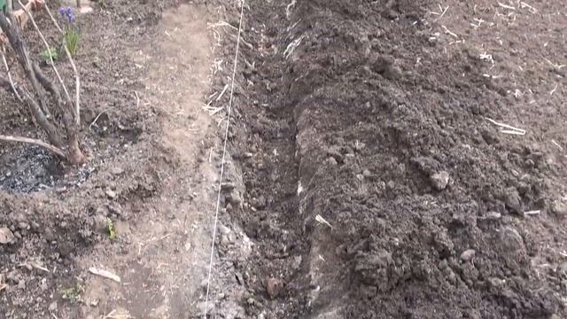 Посадка картофеля сразу в гребни