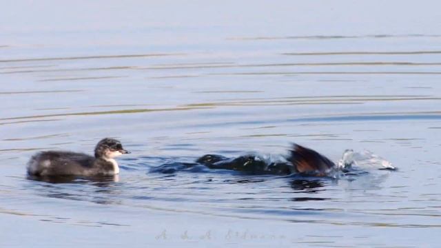 Черношейная поганка (Podiceps nigricollis). Black-necked Grebe смотреть онлайн