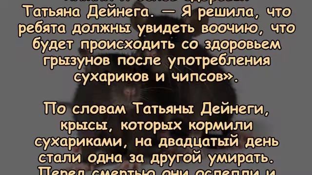 Что будет, если 20 ДНЕЙ ЕСТЬ ЧИПСЫ И СУХАРИКИ смотреть онлайн