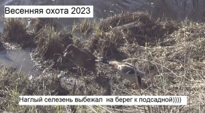 Весенняя охота 2023. Охота с подсадной
