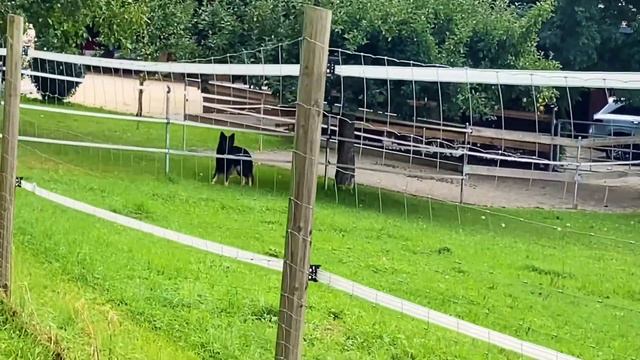 Где не обойтись без немецкого языка в Германии Сигнал тревоги Немецкая овчарка по имени Иван смотреть онлайн