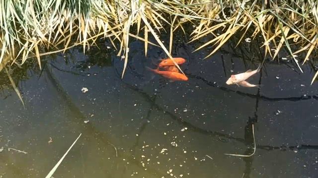 Карпы кои в простейшем пруду из покрышки от комбайна. смотреть онлайн