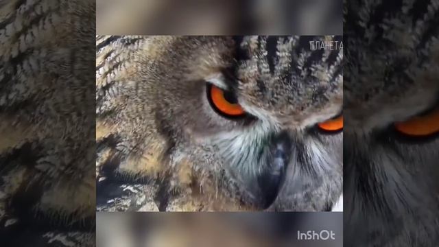 СТАРОСТИНА ЕКАТЕРИНА Т. Крюкова «Почему страус не летает» смотреть онлайн