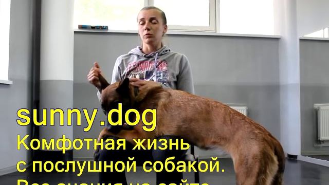 Что делать если на вашу собаку напали разбор моей ситуации смотреть онлайн