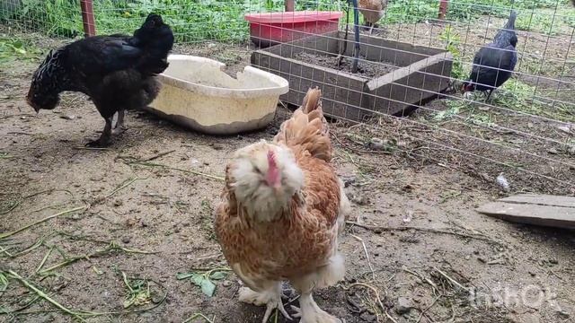 Схизантус и Фаверолишны. смотреть онлайн