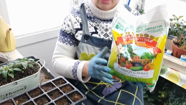 Посев ПЕРЦА. Как подготовила семена и почему выбирала в этом году погорячее? смотреть онлайн