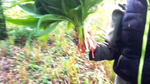 ХАСАНСКИЙ РАЙОН ЛЕС ЧЕРЕМША!!! смотреть онлайн