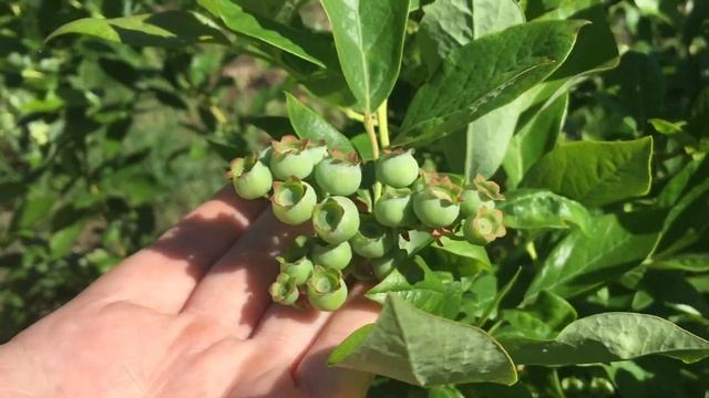 ГОЛУБИКА В КОНЦЕ МАЯ! Море ягод! Скоро, скоро... смотреть онлайн