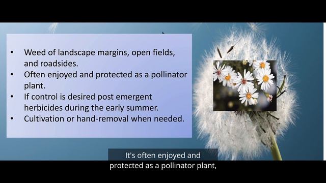 Frost Aster