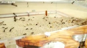 VK alex boyko  муравьи против туркменского таракана.