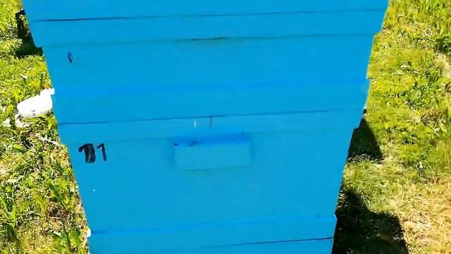 ЖАРА.Помощь пчёлам..Что за медонос и медонос ли это.? смотреть онлайн