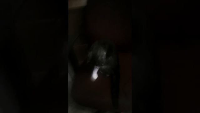 Я шотландский вес Лоухи кот смотреть онлайн