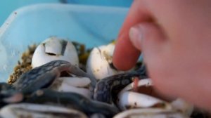 Змейки не хотят рождаться / Вскрываем яйца и ждем появления малышей тонкохвостого полоза Blue beaut