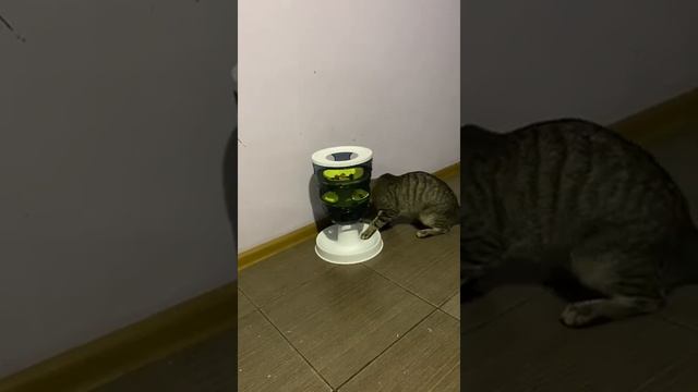 Головоломка для кошки смотреть онлайн