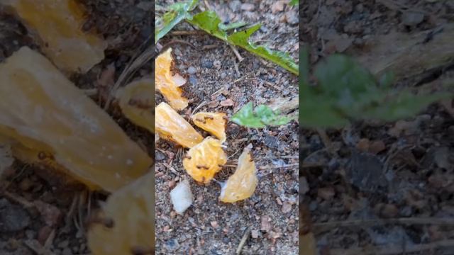 Муравьишки завтракают