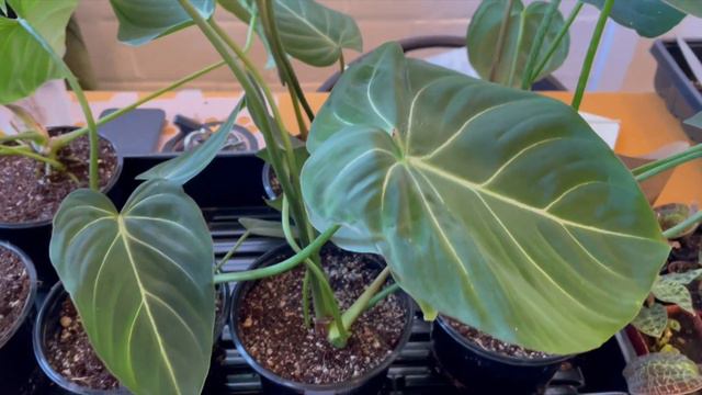 ECUAGENERA & RARE AROIDS At Northern California Exotic Aroids And Tropicals Plant Pop-up