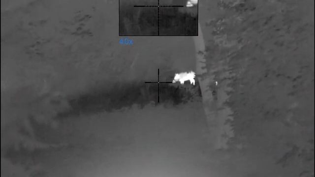 Wild boar dispatched with Pulsar Thermion XP50 - Headshot. смотреть онлайн