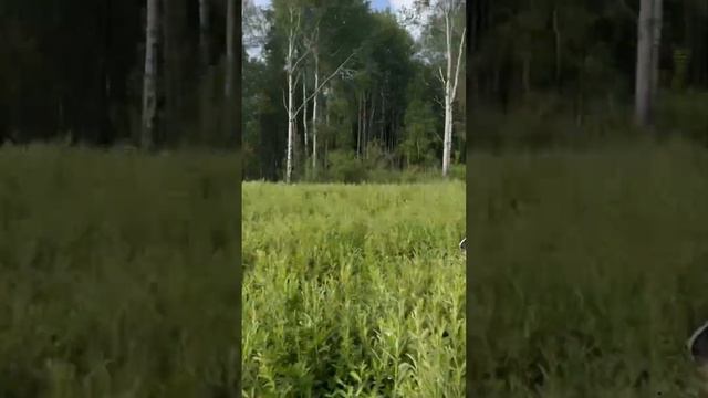 Эндуро покатушки по полям,где были спилены березы??? #эндуро смотреть онлайн