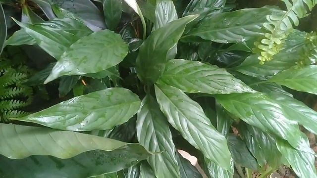Mostrando minhas plantas mas antigas do meu quintal. смотреть онлайн