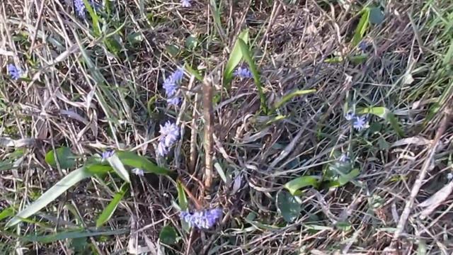 Поляна пролесков и адониса весеннего (стародубка, горицвет)/Glade poleskov and spring Adonis смотреть онлайн