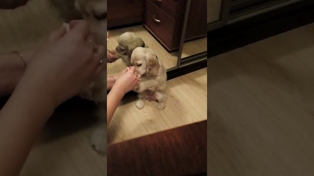 Американский кокер спаниель дрессировка смотреть онлайн