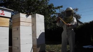 Улей Варре. Hive Warre - Обзор улья с пчелами