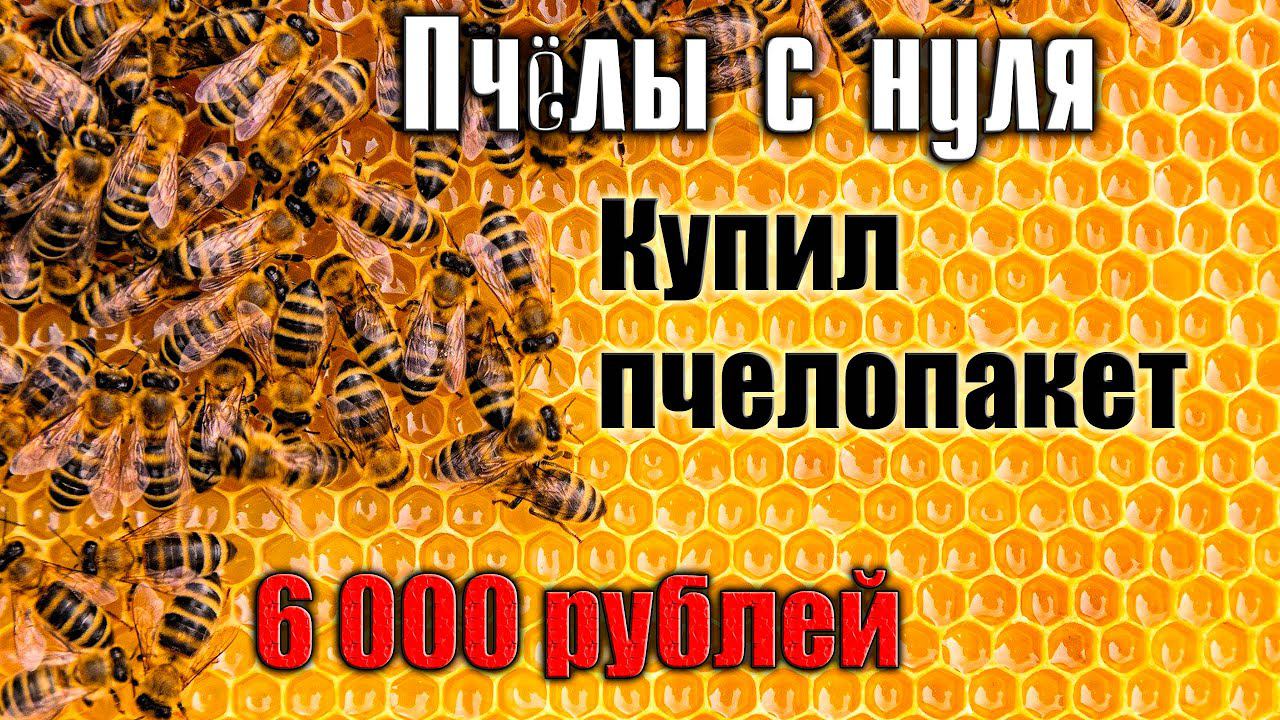 Пчёлы с нуля. Покупаю пчелопакет смотреть онлайн