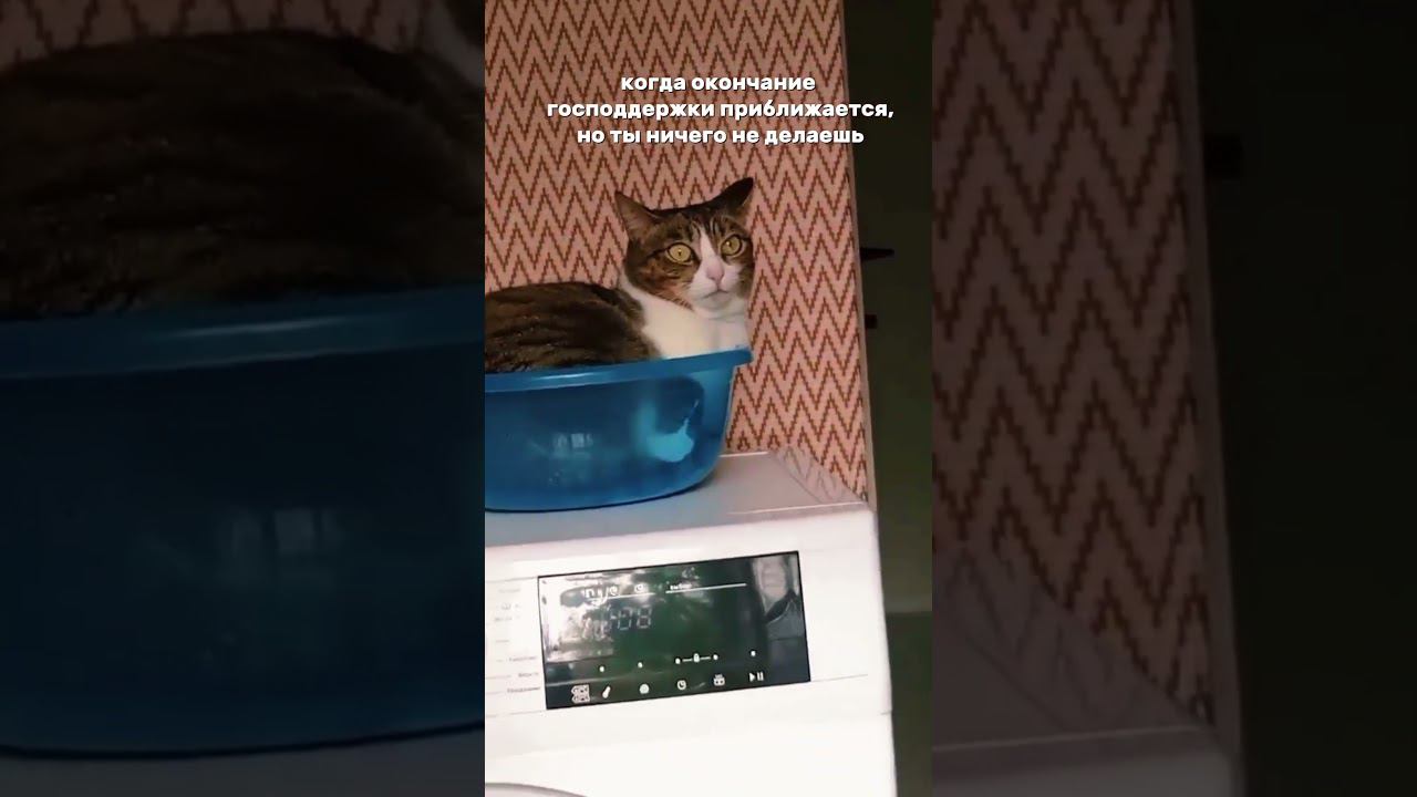 Господдержка 2024 #ипотечныйброкер #юмор #shortsvideo #ипотека #квартира смотреть онлайн