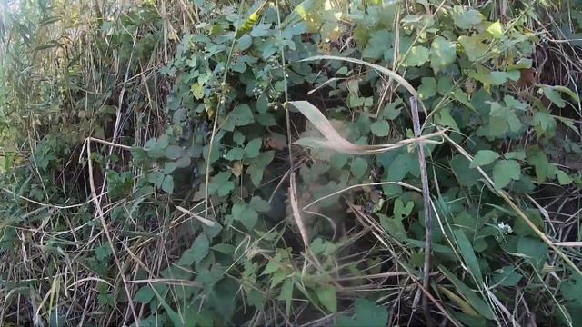 Астрахань Маково шикарная рыбалка осень 2020 часть 3 смотреть онлайн