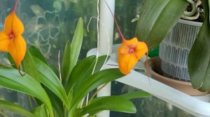 Masdevallia. Новичок. Уход.