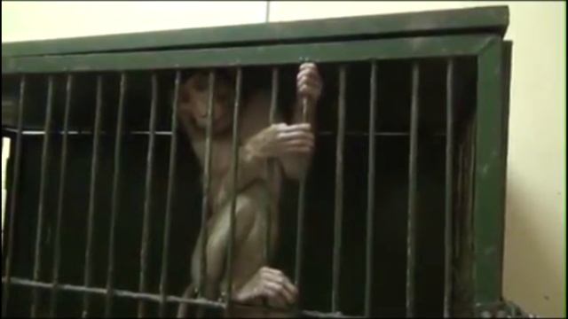В московском цирке мучают животных смотреть онлайн