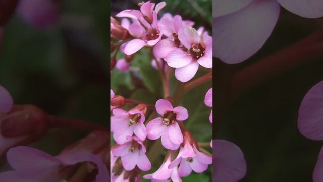 Бадан - основные целебные свойства растения