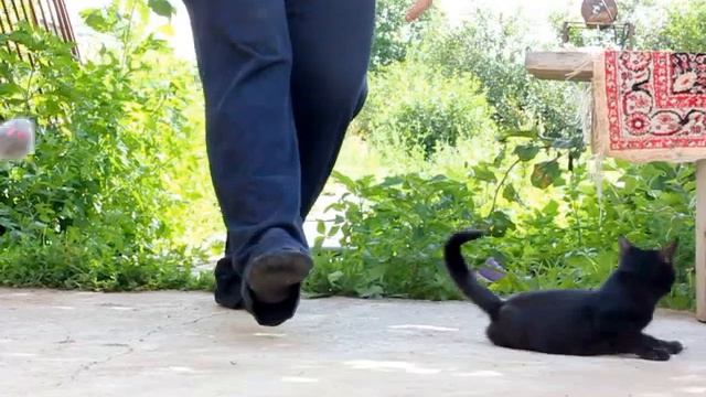 Дрессировка кошки. Первое занятие. Прыжки. смотреть онлайн