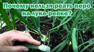 Выращивание лука-репки