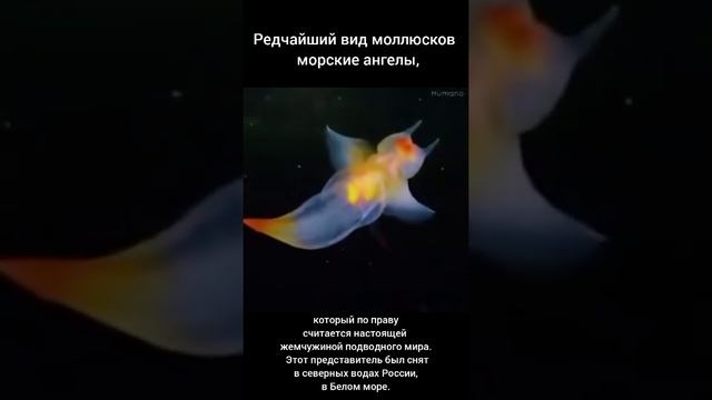 редчайший вид моллюсков- морские ангел смотреть онлайн